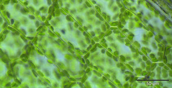 close-up of biology
